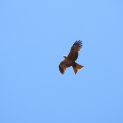 Milvus migrans (Black Kite) at Stuart, QLD - 4 Sep 2023 by TerryS