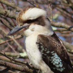 Dacelo novaeguineae (Laughing Kookaburra) at Braidwood, NSW - 2 Sep 2023 by MatthewFrawley