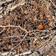 Petroica phoenicea (Flame Robin) at Kindervale, NSW - 2 Sep 2023 by courtneyb