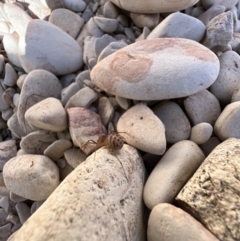 Scytodes sp. (genus) (Spitting spider) at Lightning Ridge, NSW - 26 Aug 2023 by SimoneC