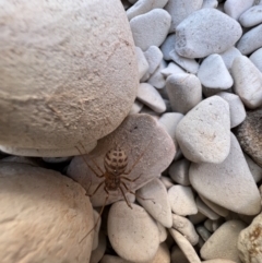 Scytodes sp. (genus) at Lightning Ridge, NSW - suppressed