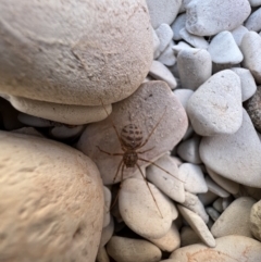 Scytodes sp. (genus) at Lightning Ridge, NSW - suppressed