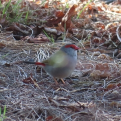 Neochmia temporalis (Red-browed Finch) at QPRC LGA - 2 Sep 2023 by MatthewFrawley