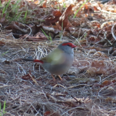 Neochmia temporalis (Red-browed Finch) at Braidwood, NSW - 3 Sep 2023 by MatthewFrawley