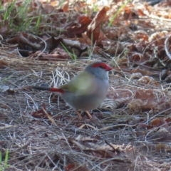 Neochmia temporalis (Red-browed Finch) at Braidwood, NSW - 2 Sep 2023 by MatthewFrawley