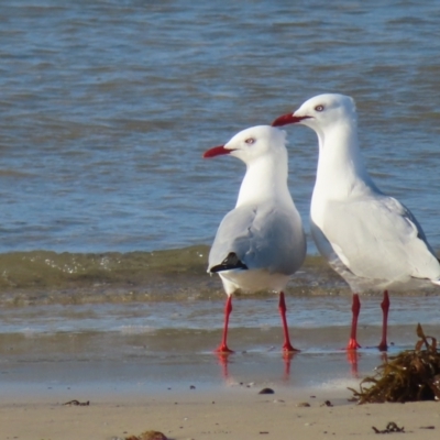 Chroicocephalus novaehollandiae (Silver Gull) at Batemans Marine Park - 3 Sep 2023 by MatthewFrawley