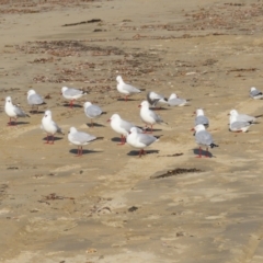 Chroicocephalus novaehollandiae at Batehaven, NSW - 3 Sep 2023