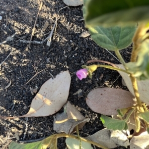 Hibiscus sturtii at Lightning Ridge, NSW - 25 Aug 2023 04:17 PM