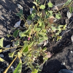 Hibiscus sturtii at Lightning Ridge, NSW - 25 Aug 2023