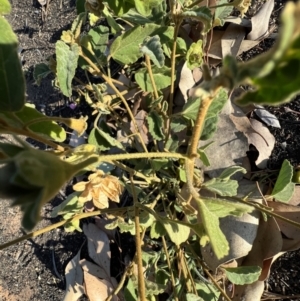 Hibiscus sturtii at Lightning Ridge, NSW - 25 Aug 2023 04:17 PM