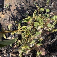 Hibiscus sturtii at Lightning Ridge, NSW - 25 Aug 2023 04:17 PM