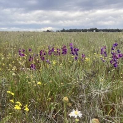 Swainsona swainsonioides at Carrathool, NSW - 4 Sep 2023 by MattM