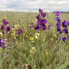 Swainsona swainsonioides at suppressed - 4 Sep 2023 03:03 PM