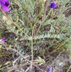 Swainsona swainsonioides at suppressed - 4 Sep 2023 03:03 PM
