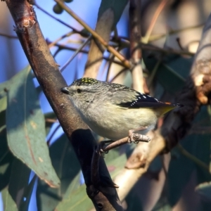 Pardalotus punctatus at Ainslie, ACT - 2 Sep 2023