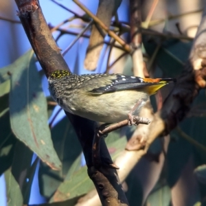 Pardalotus punctatus at Ainslie, ACT - 2 Sep 2023