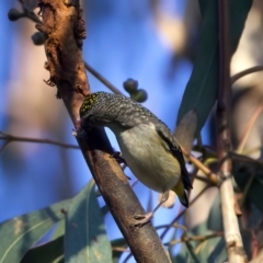 Pardalotus punctatus at Ainslie, ACT - 2 Sep 2023