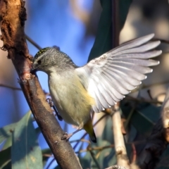 Pardalotus punctatus at Ainslie, ACT - 2 Sep 2023