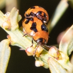 Peltoschema festiva (Leaf Beetle) at Rendezvous Creek, ACT - 5 Sep 2023 by SWishart