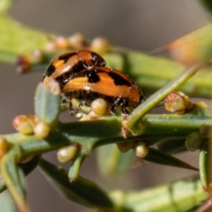 Peltoschema festiva at Rendezvous Creek, ACT - 5 Sep 2023