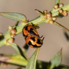 Peltoschema festiva at Rendezvous Creek, ACT - 5 Sep 2023 11:27 AM