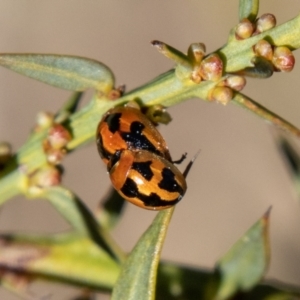 Peltoschema festiva at Rendezvous Creek, ACT - 5 Sep 2023