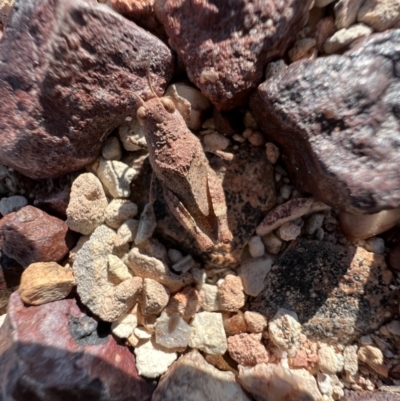 Unverified Grasshopper (several families) at Lightning Ridge, NSW - 23 Aug 2023 by SimoneC
