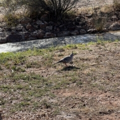 Ocyphaps lophotes (Crested Pigeon) at Lightning Ridge, NSW - 26 Aug 2023 by SimoneC