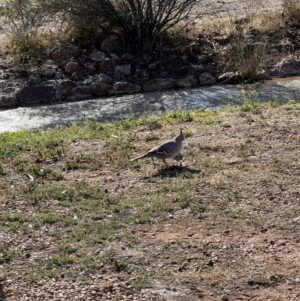 Ocyphaps lophotes at Lightning Ridge, NSW - 26 Aug 2023 08:32 AM