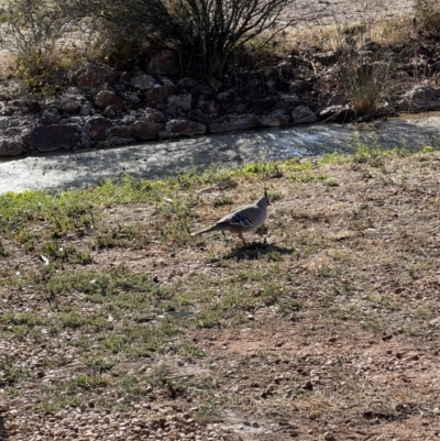 Ocyphaps lophotes (Crested Pigeon) at Lightning Ridge, NSW - 26 Aug 2023 by SimoneC