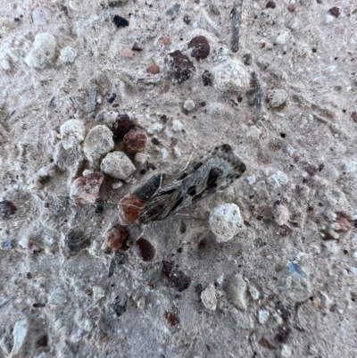 Unidentified Pyralid or Snout Moth (Pyralidae & Crambidae) at Lightning Ridge, NSW - 24 Aug 2023 by SimoneC