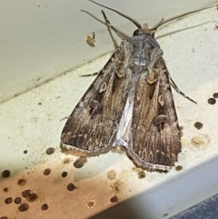 Agrotis munda (Brown Cutworm) at Jerrabomberra, NSW - 5 Sep 2023 by SteveBorkowskis