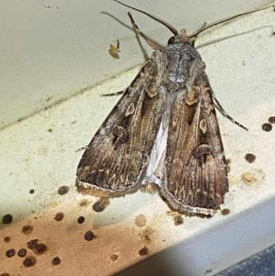 Agrotis munda (Brown Cutworm) at Jerrabomberra, NSW - 5 Sep 2023 by SteveBorkowskis
