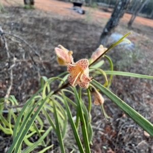 Eremophila longifolia at Gunderbooka, NSW - 27 Aug 2023 05:32 PM