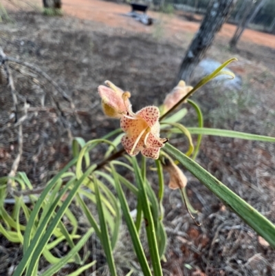 Eremophila longifolia (Weeping Emubush) at Gundabooka National Parks - 27 Aug 2023 by SimoneC