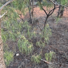 Eremophila longifolia at Gunderbooka, NSW - 27 Aug 2023