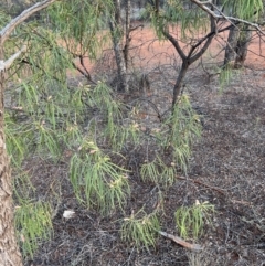 Eremophila longifolia at Gunderbooka, NSW - 27 Aug 2023 05:32 PM