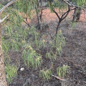 Eremophila longifolia at Gunderbooka, NSW - 27 Aug 2023 05:32 PM