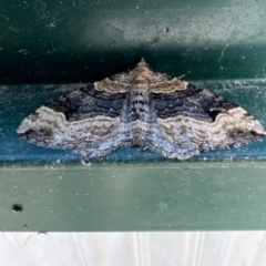 Epyaxa subidaria (Subidaria Moth) at Murrumbateman, NSW - 4 Sep 2023 by SimoneC