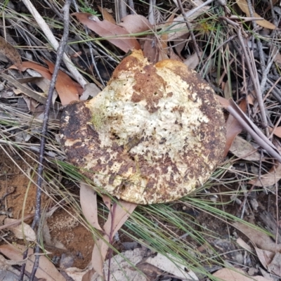 Laetiporus portentosus at Wingecarribee Local Government Area - 31 Aug 2023 by Aussiegall