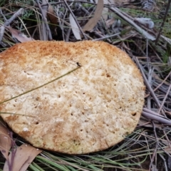 Laetiporus portentosus at Penrose, NSW - 31 Aug 2023 02:09 PM