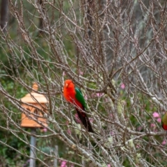 Alisterus scapularis (Australian King-Parrot) at Wingecarribee Local Government Area - 6 Aug 2023 by Aussiegall