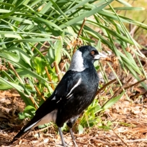 Gymnorhina tibicen at Penrose, NSW - 6 Aug 2023