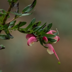 Grevillea baueri subsp. baueri at Bundanoon, NSW - 12 Aug 2023 12:33 PM