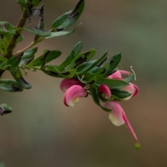 Grevillea baueri subsp. baueri (Bauer's Grevillea) at Bundanoon - 12 Aug 2023 by Aussiegall