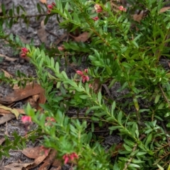 Grevillea baueri subsp. baueri at Bundanoon, NSW - 12 Aug 2023