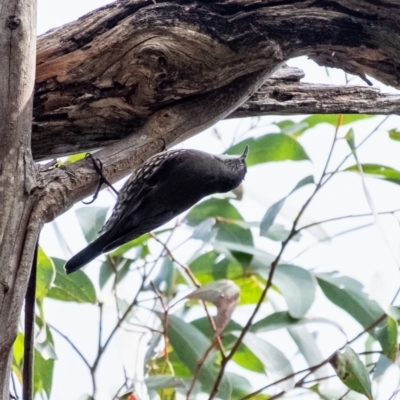 Cormobates leucophaea (White-throated Treecreeper) at Wingecarribee Local Government Area - 28 Aug 2023 by Aussiegall