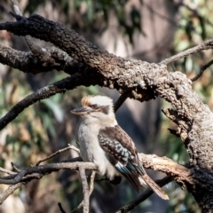 Dacelo novaeguineae (Laughing Kookaburra) at Wingecarribee Local Government Area - 17 Aug 2023 by Aussiegall