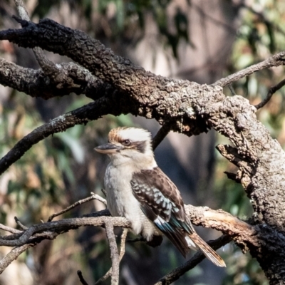 Dacelo novaeguineae (Laughing Kookaburra) at Wingecarribee Local Government Area - 17 Aug 2023 by Aussiegall