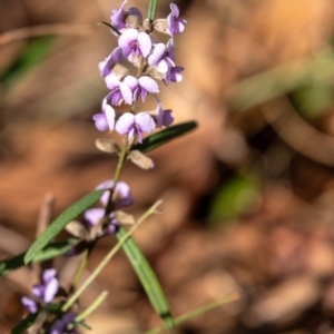 Hovea heterophylla at Penrose, NSW - 22 Aug 2023